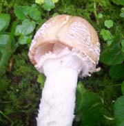 amanitapantherina-r.jpg