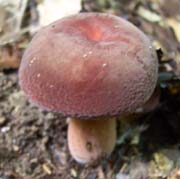 lactariuscorrugis1-r.jpg